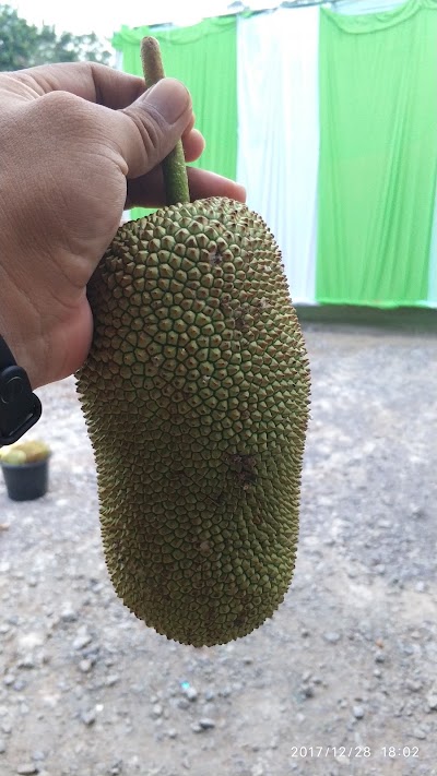 Photos of Dejeka Lampung