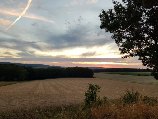 Gielder Eiche - Visual