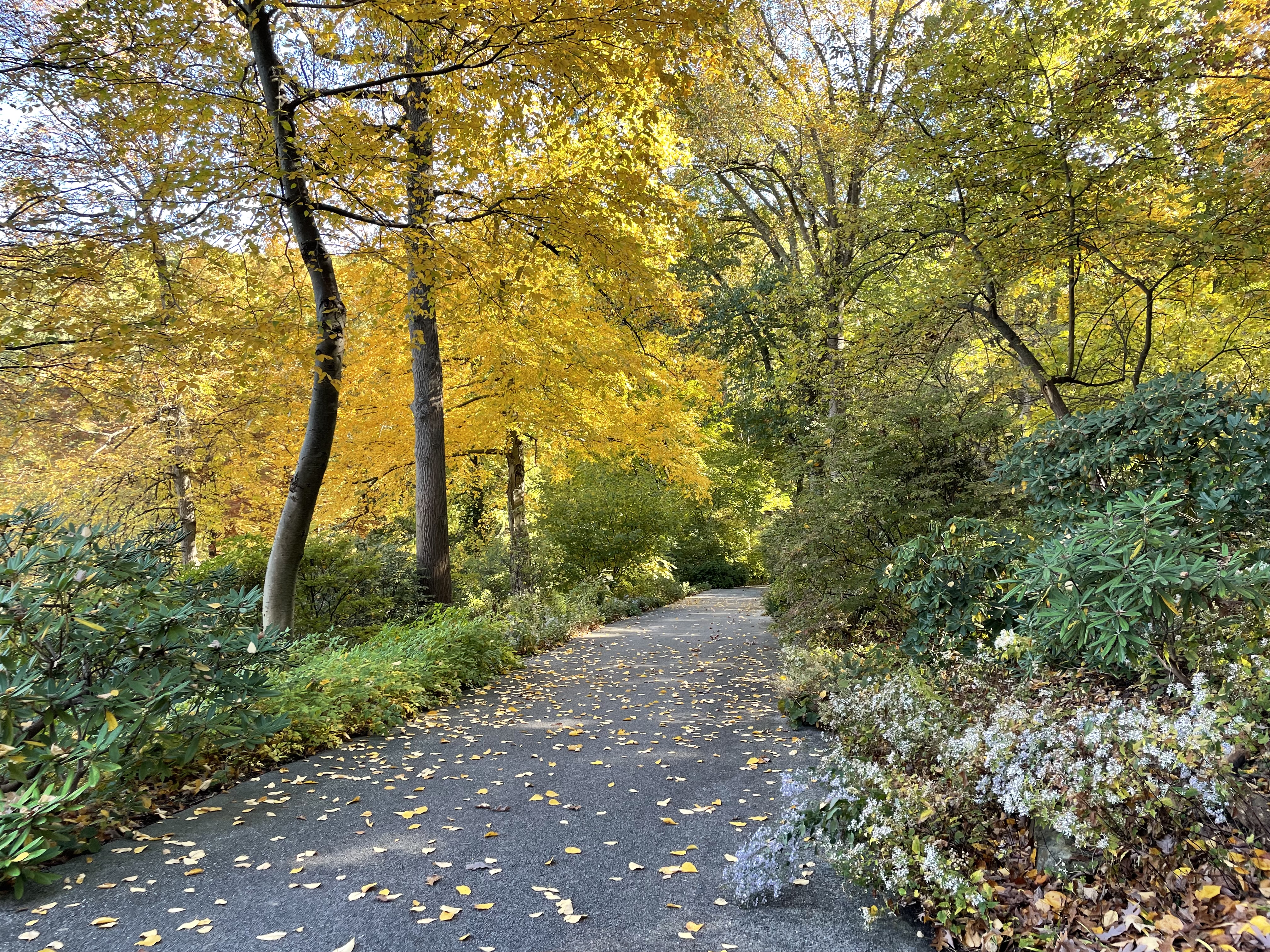 Jenkins Arboretum & Gardens