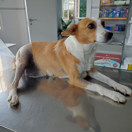 CLÍNICA VETERINARIA CHAMÁN