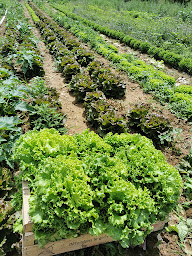 Photo n°4 de La Ferme de l'Estau - Producteurs de fruits & légumes - Volaille - Produit locaux à Visan (Épicerie)