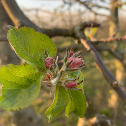 Photo n°8 de Vergers de Ribemont à Ribemont (Épicerie)