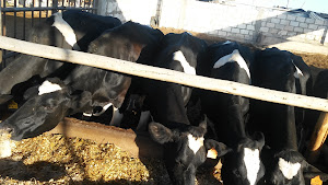 Plaza de toros 1