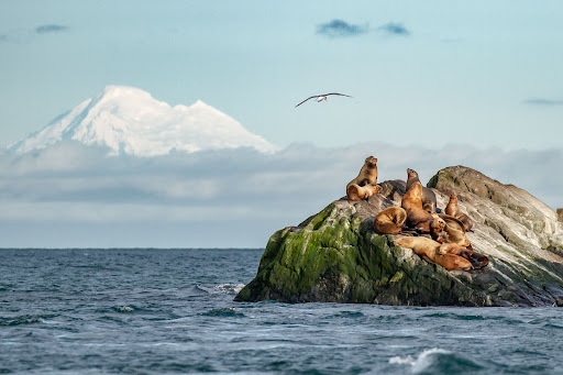 Neptune Wildlife Tours - Thumbnail