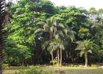 park
