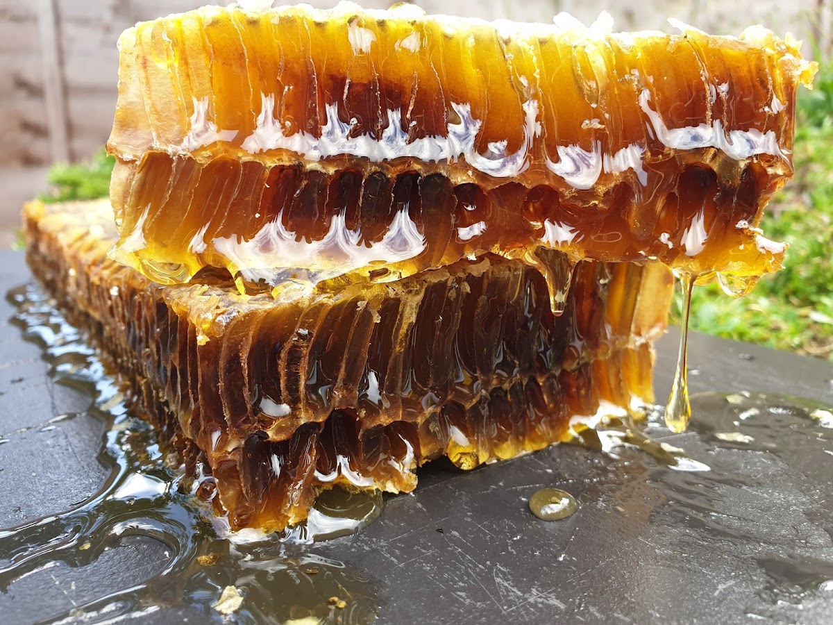 Bee Blood Ltd