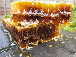 Bee Blood Ltd