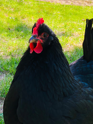 Go Cluck - Visual