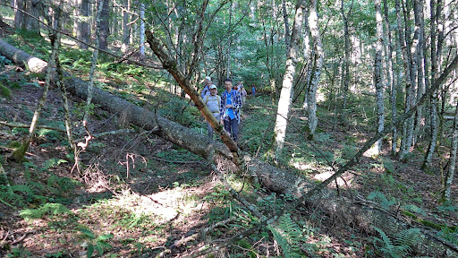 Area Wilderness - Visual