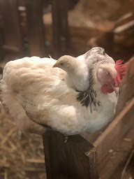 Photo n°129 de Les Tables du Bistrot à Limoges (Restaurant français)