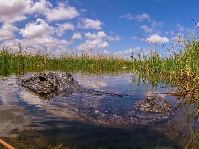 Port of the Islands Everglades Adventure Resort