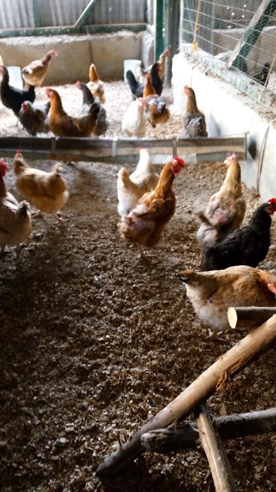 Photos of GIBEA POULTRY FARM