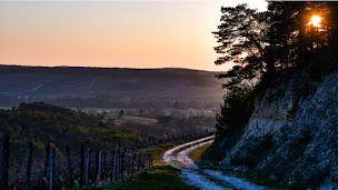 Photo n°21 de Champagne Cheurlin-Dangin à Celles-sur-Ource (Vignoble)
