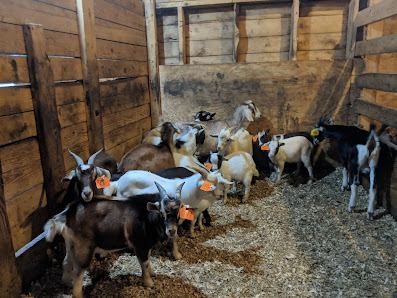 Cambridge Valley Livestock Inc 2147 NY-22, Cambridge, NY 12816