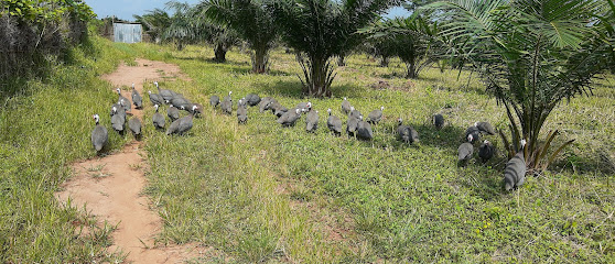 ELITE AGRO FARM