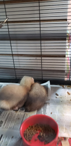 Pets Plus - Thumbnail