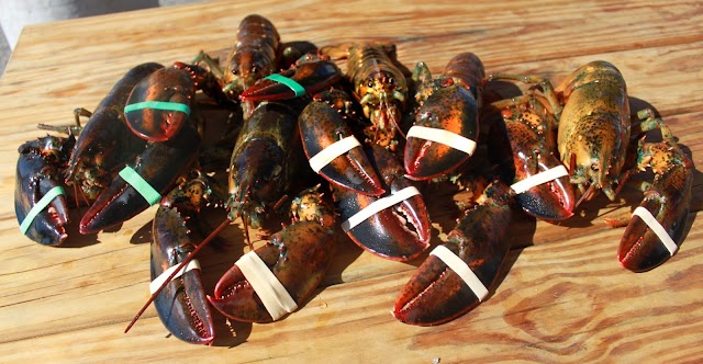 Newport Lobster Shack- Live Market