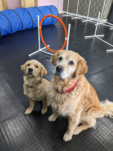 OJ's Dog Den - United Kingdom