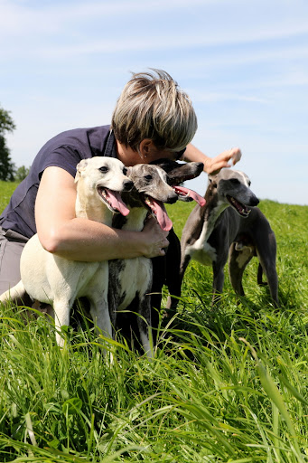 Élevage de Whippet, eleveur professionnel, chiot whippet/lévrier whippet, Loire-Atlantique, en Pays de la Loire, France - Thumbnail