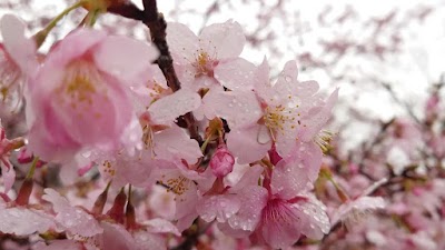 長湯温泉しだれ桜の里