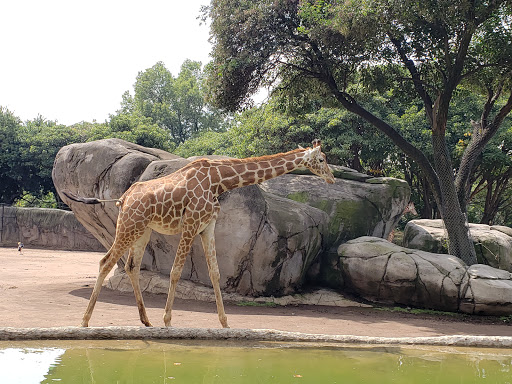 Zoológico de Chapultepec