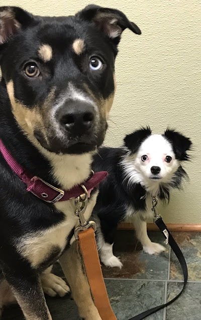 veterinary-care