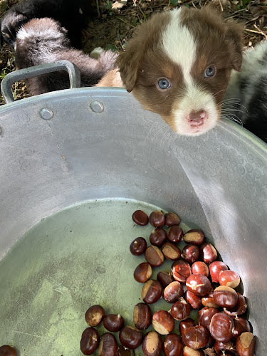 Domaine du chien Bleu - Dresseur pour chiens