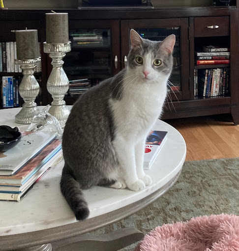 Flat Rock Pets - Personalized Pet Services - Thumbnail