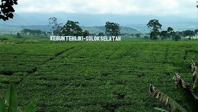 Photos of Puncak Bangun Rejo