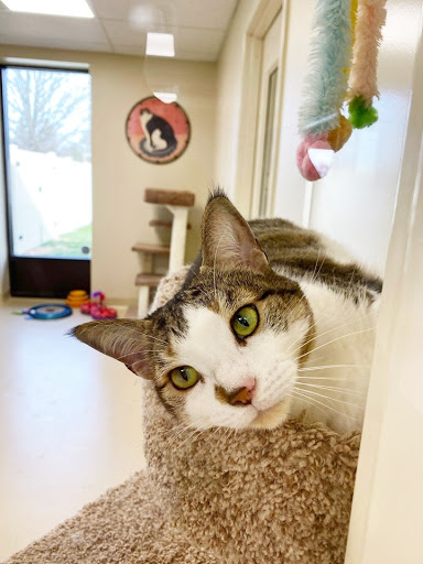Paw Spa and Retreat at Shenandoah Veterinary - Thumbnail