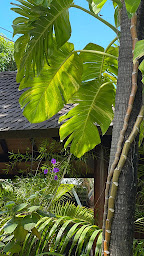 Photo n°45 de La Case Pitey à Saint-Louis (Restaurant gastronomique)