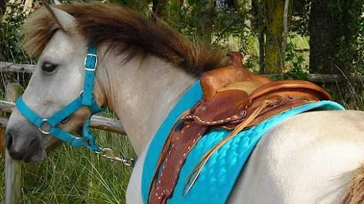 Poneys & Salicorne