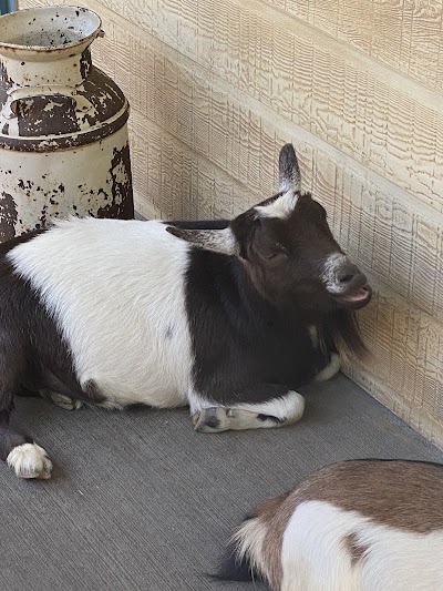 Petting Barn - Fort Worth Zoo