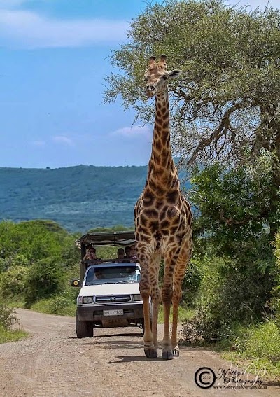 Photos of Hluhluwe Umfolozi Safaris