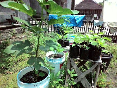 Photos of Kebun Tin Demak