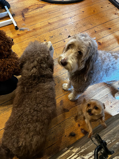Pup Pup’s Grooming and Daycare - Thumbnail