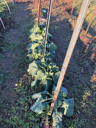 William F. Miles Community Garden - Thumbnail