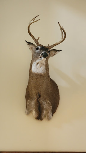 Pure Luck Taxidermy - Thumbnail