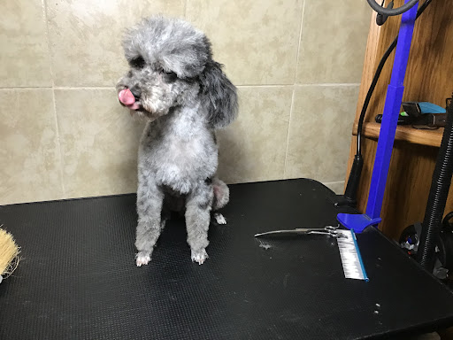 The Affordable Groomer - Thumbnail