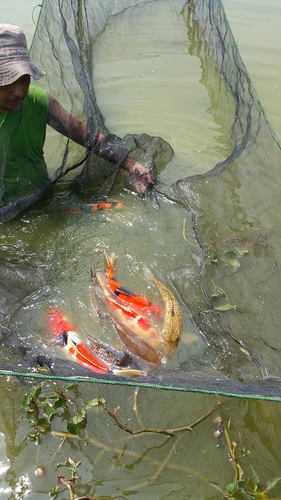 Photos of Koi Seru