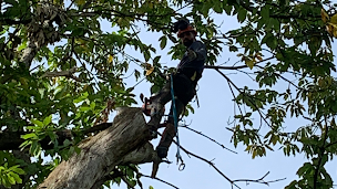 Photo n°1 de D'ARBRES EN ARBRES 65 à Vic-en-Bigorre (Architecte paysagiste)