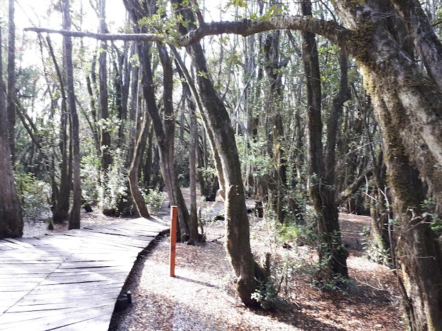 Bosque de las Sombras, PN Lago Puelo