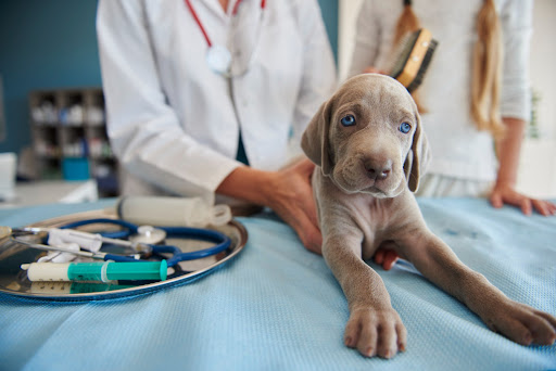 Ambulatorio Veterinario Bartolone