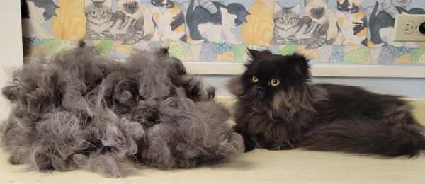 Cats Luv Us Google Business photo