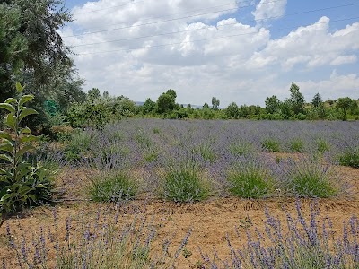 Kozluçay Lavanta Bahçesi