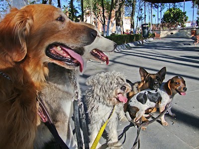 Photos of Adiestramiento Canino en Orizaba - MAGICAN