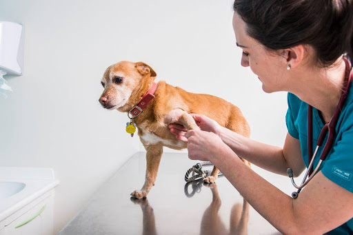 Centro Veterinario Iteca