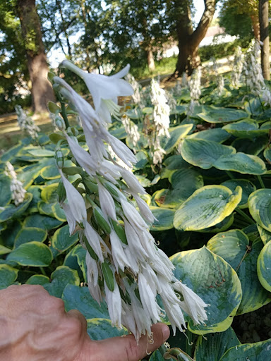 de LaGorgue Public Garden - Thumbnail