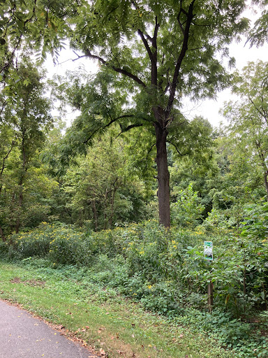 Norwood Park Meadow - Thumbnail
