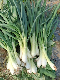 Photo n°6 de LA FERME DES RUBIO à Saint-Féliu-d'Avall (Ferme bio)